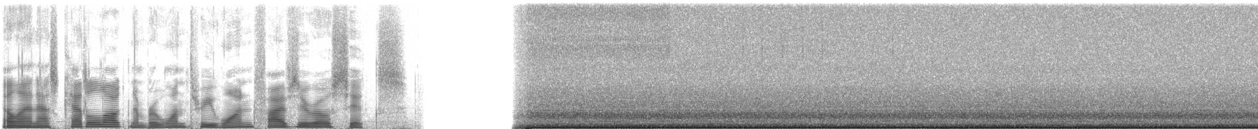 Slender Meadow Katydid - ML131506