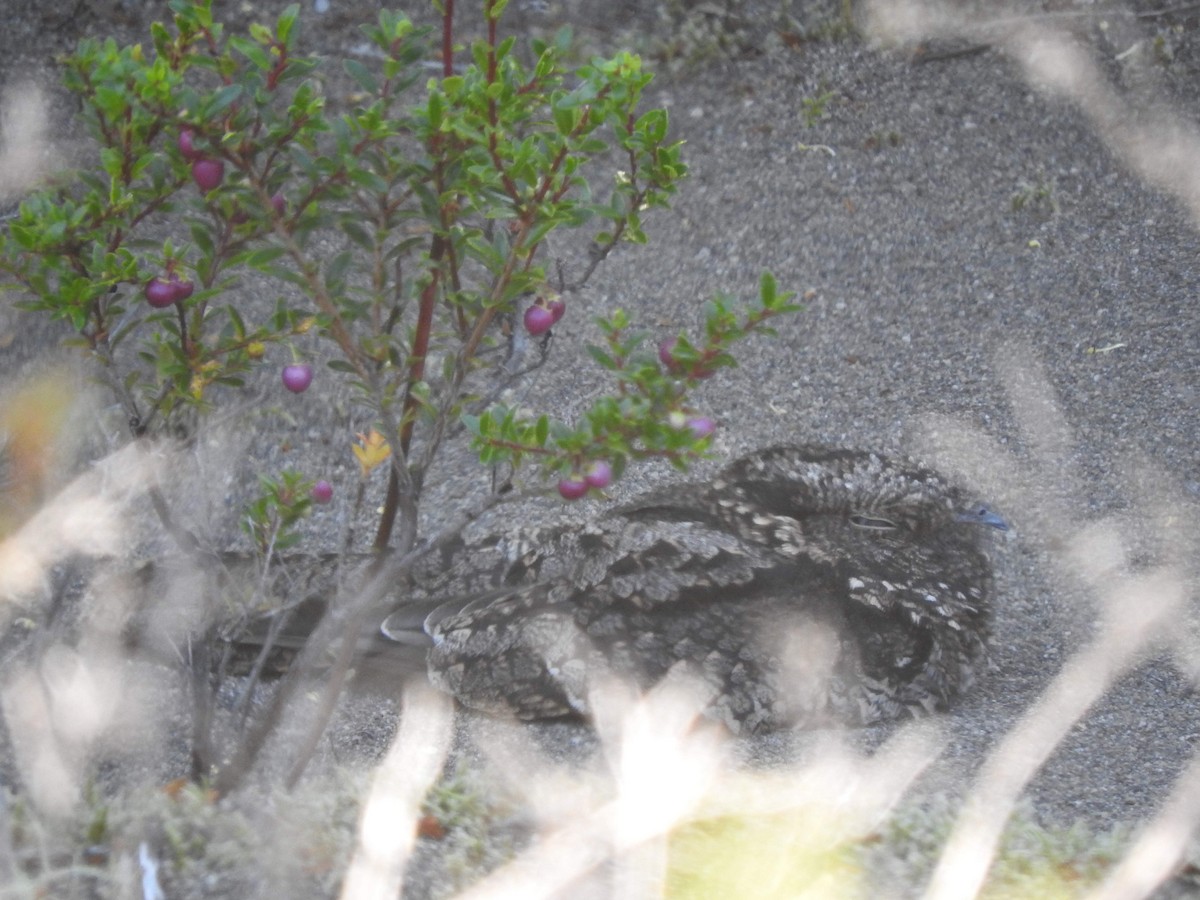 Band-winged Nightjar - ML131506481