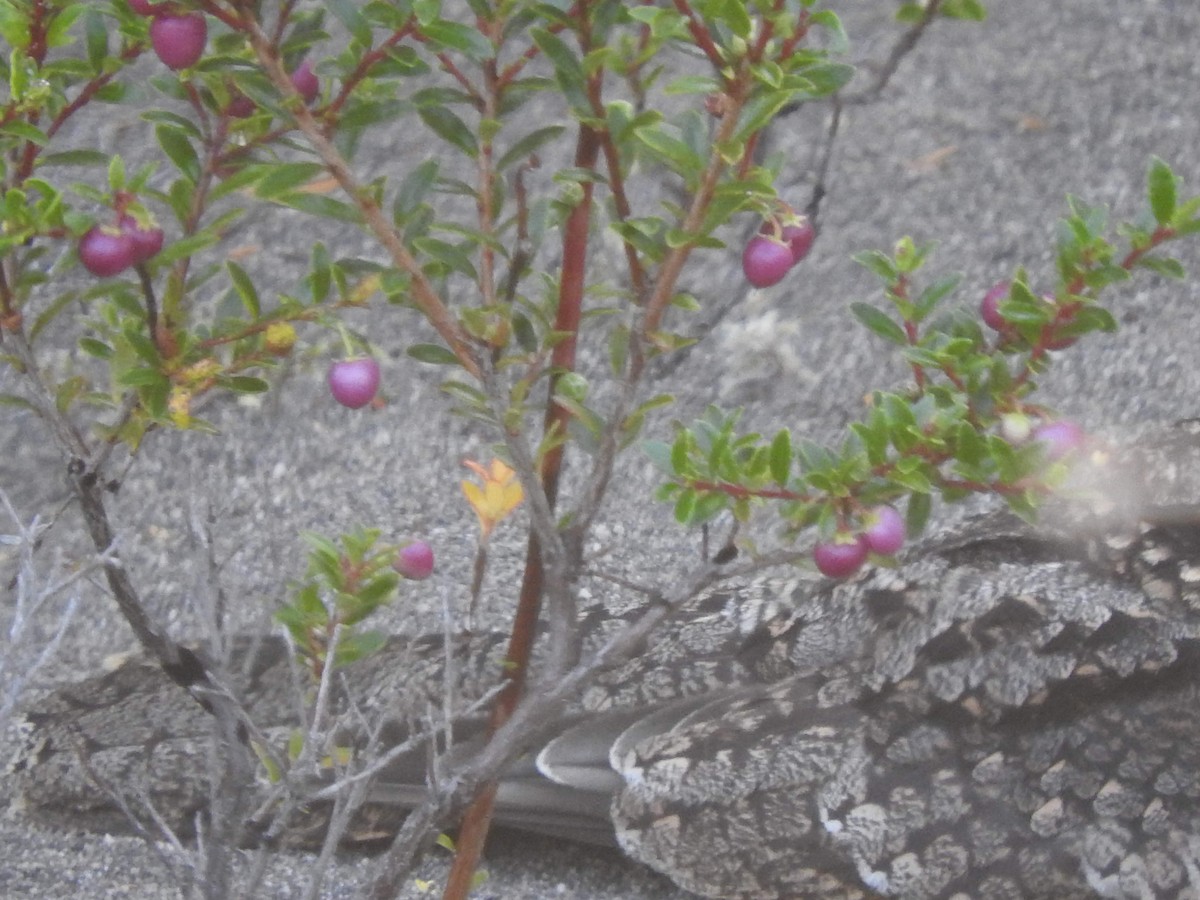 Band-winged Nightjar - ML131506521