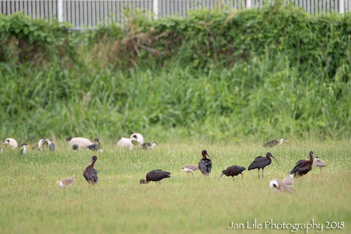 ibis hnědý - ML131507851