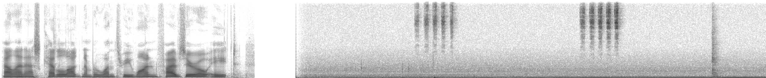 Curve-tailed Bush Katydid - ML131508