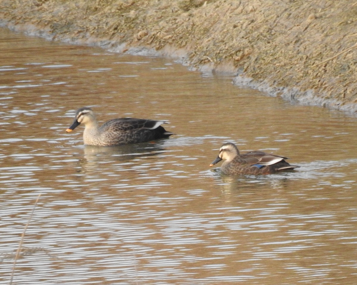 Eastern Spot-billed Duck - ML131508651