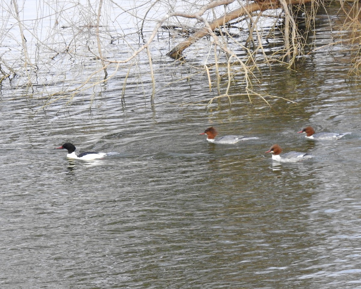 Common Merganser - ML131508821