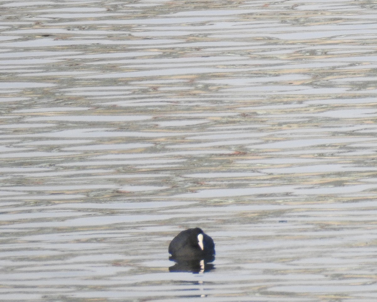 Eurasian Coot - ML131509151