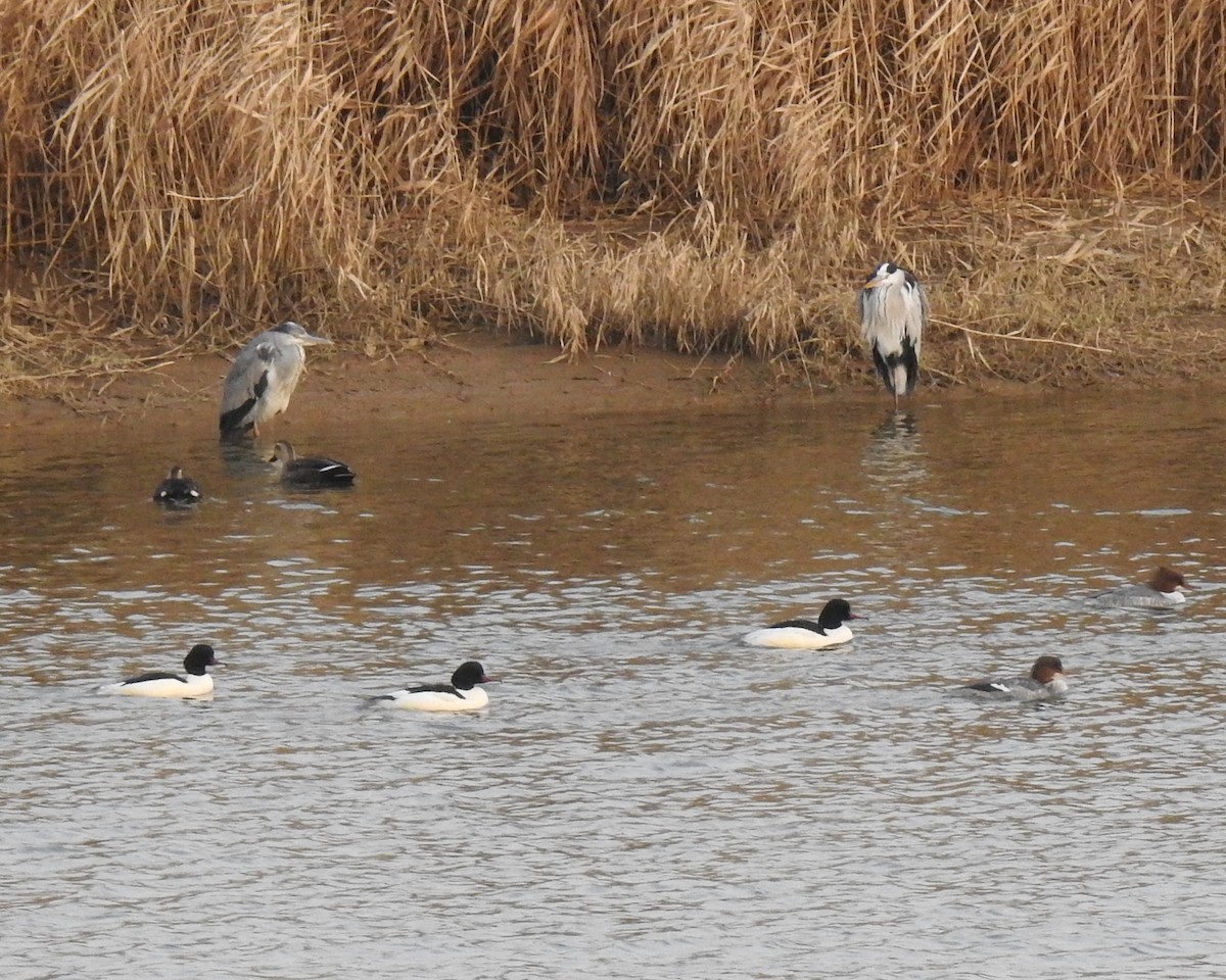 Gray Heron - ML131509211