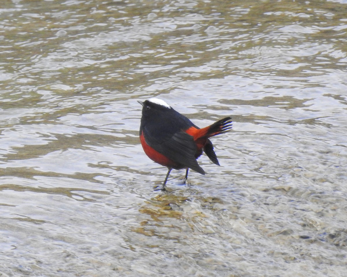 White-capped Redstart - ML131509611