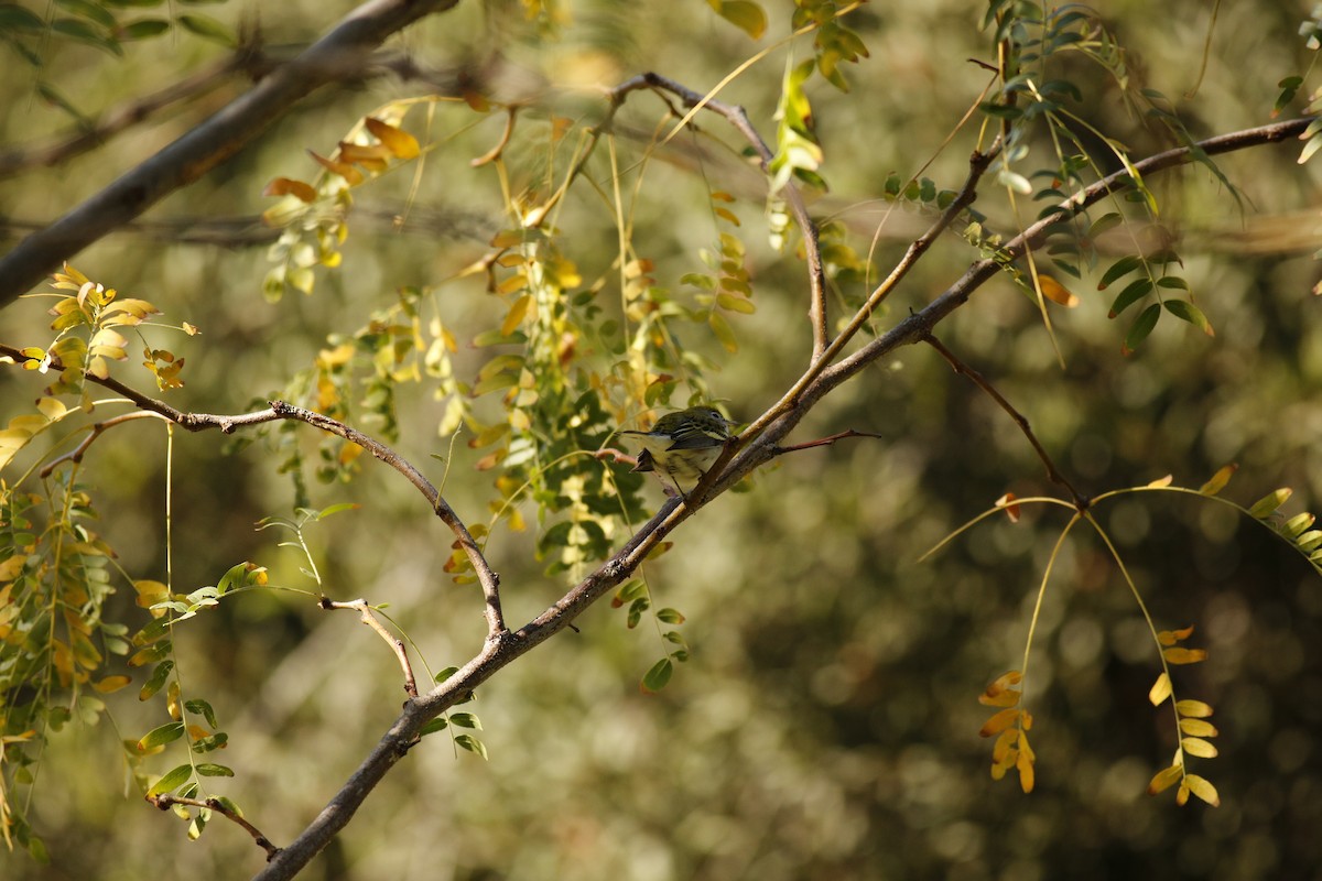 Chestnut-sided Warbler - ML131509911