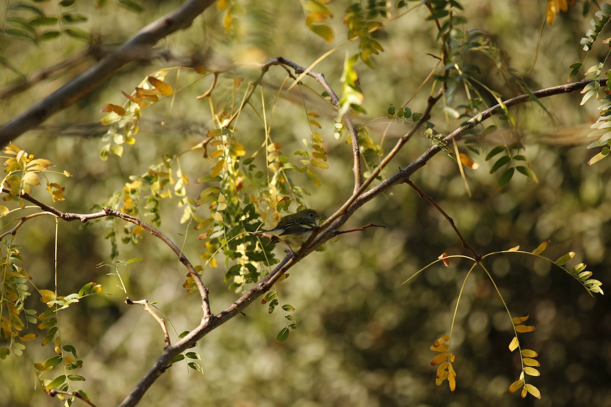 Chestnut-sided Warbler - ML131509921