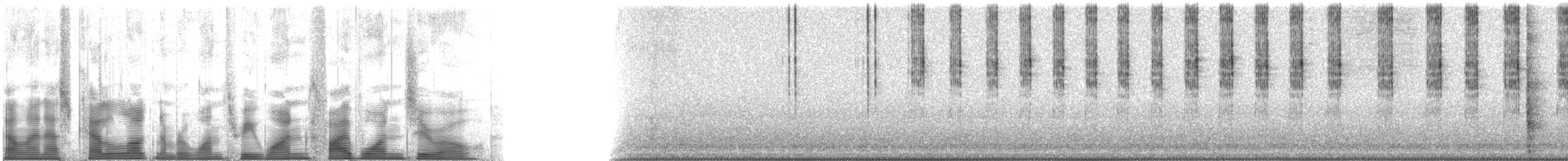 Cattail Conehead - ML131510