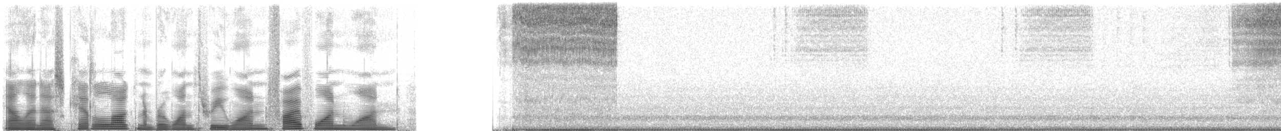 Agile Meadow Katydid - ML131511