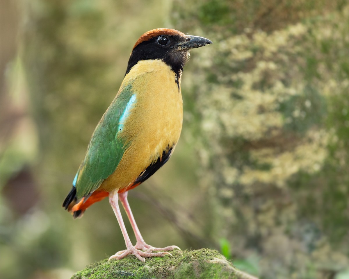 Noisy Pitta - JJ Harrison