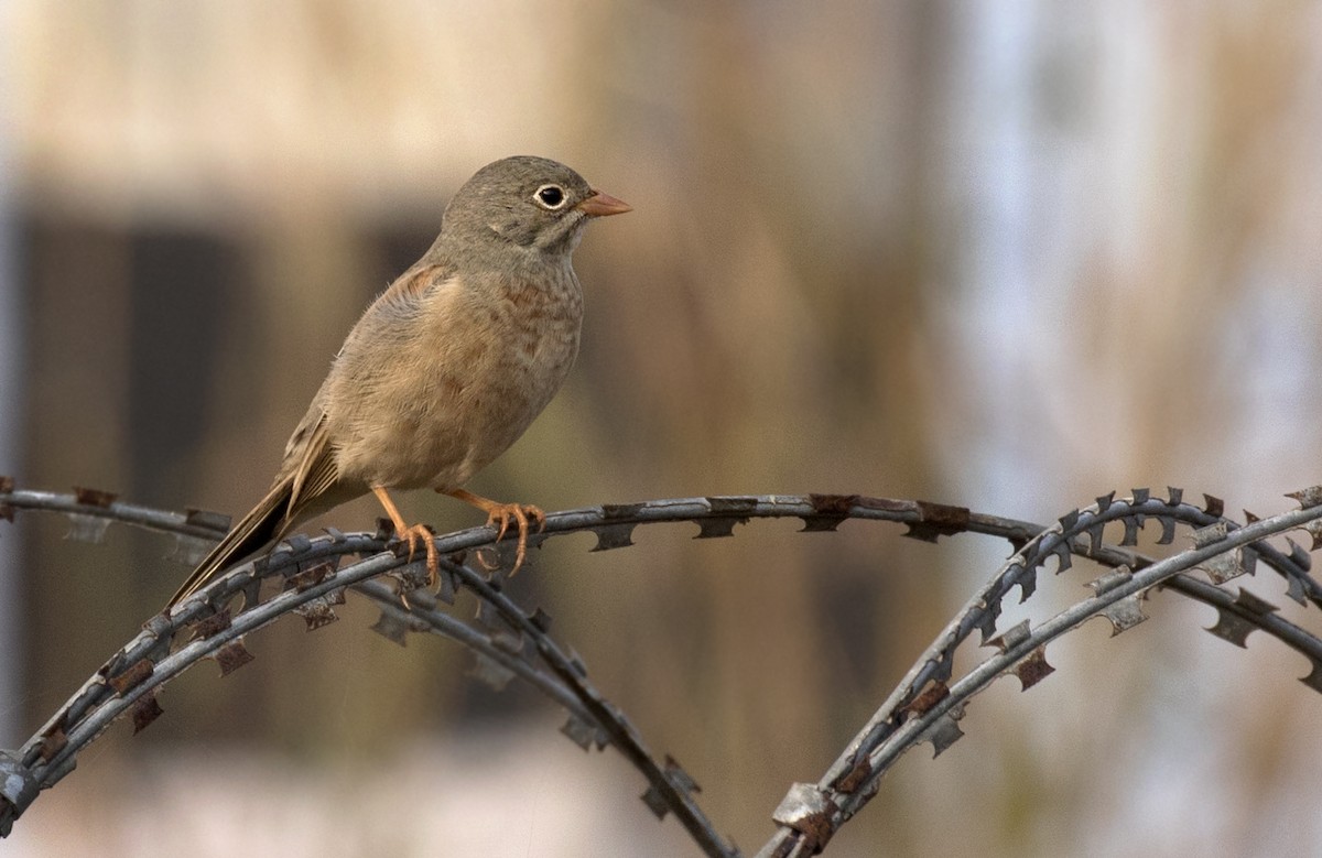 Gray-necked Bunting - Arnold Goveas