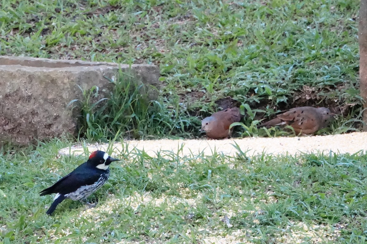 Ruddy Ground Dove - ML131511281