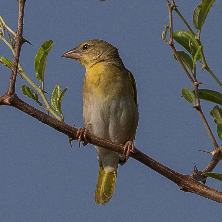 Rüppell's Weaver - ML131511321