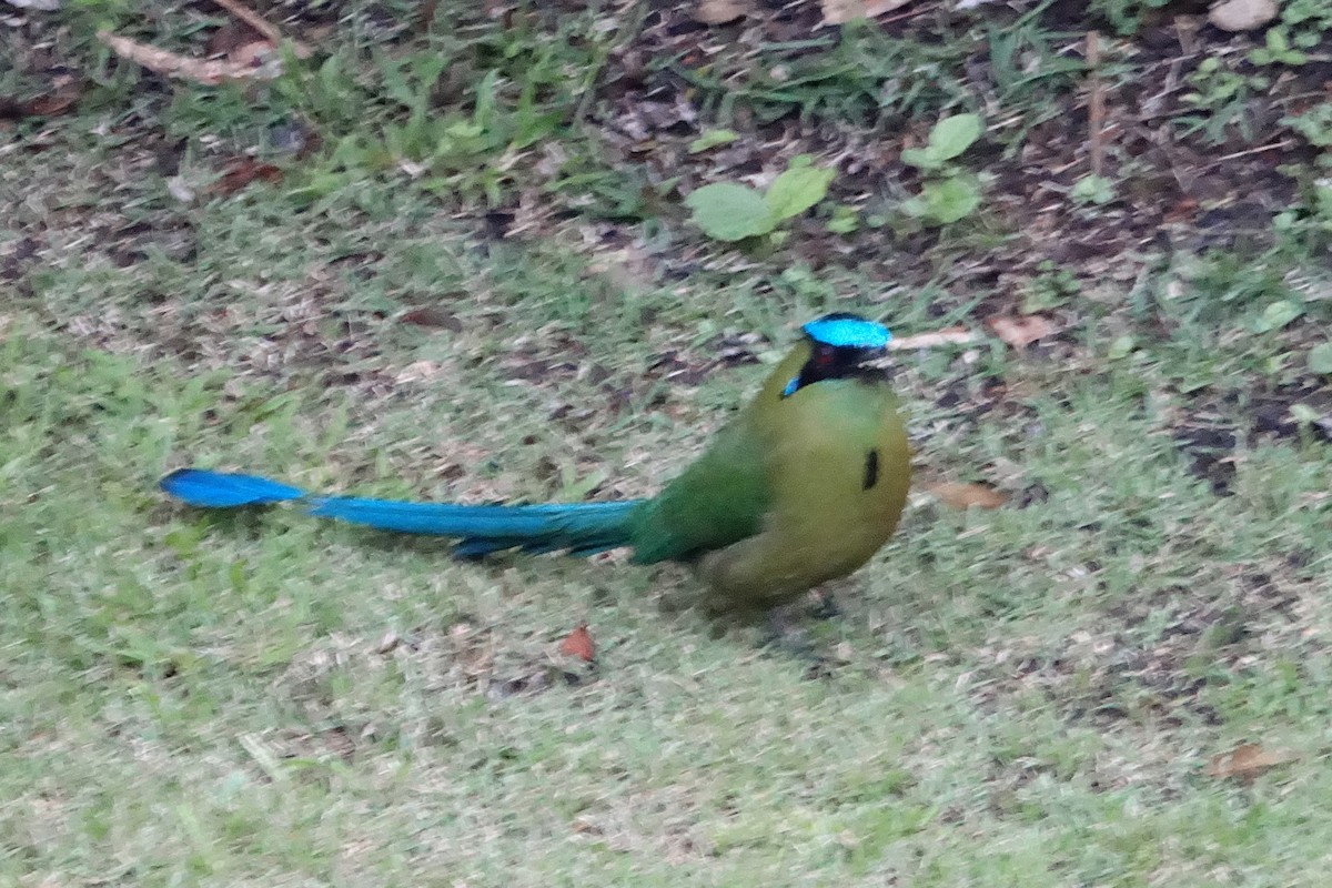 Andean Motmot - ML131511421