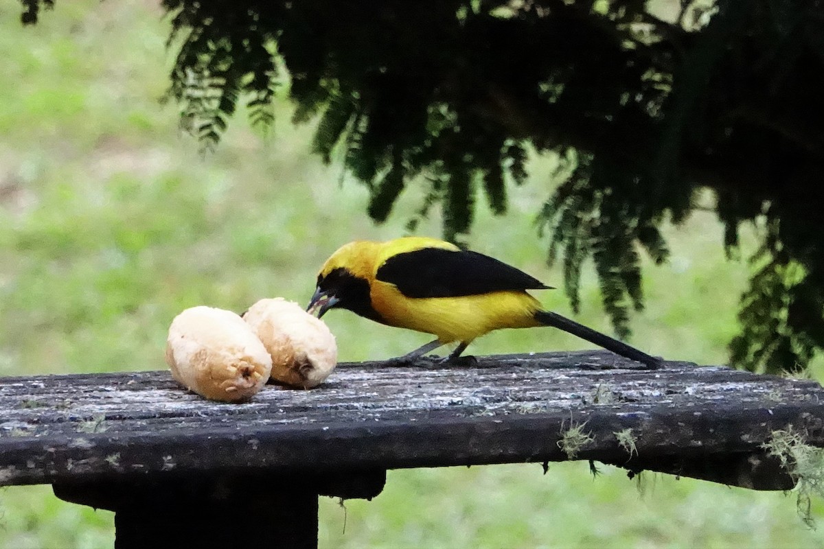 Yellow-backed Oriole - ML131511451
