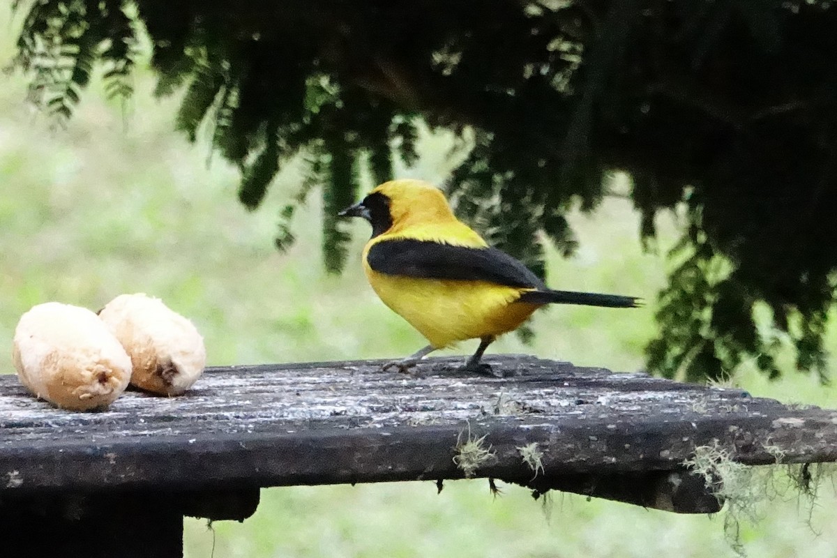 Yellow-backed Oriole - ML131511461