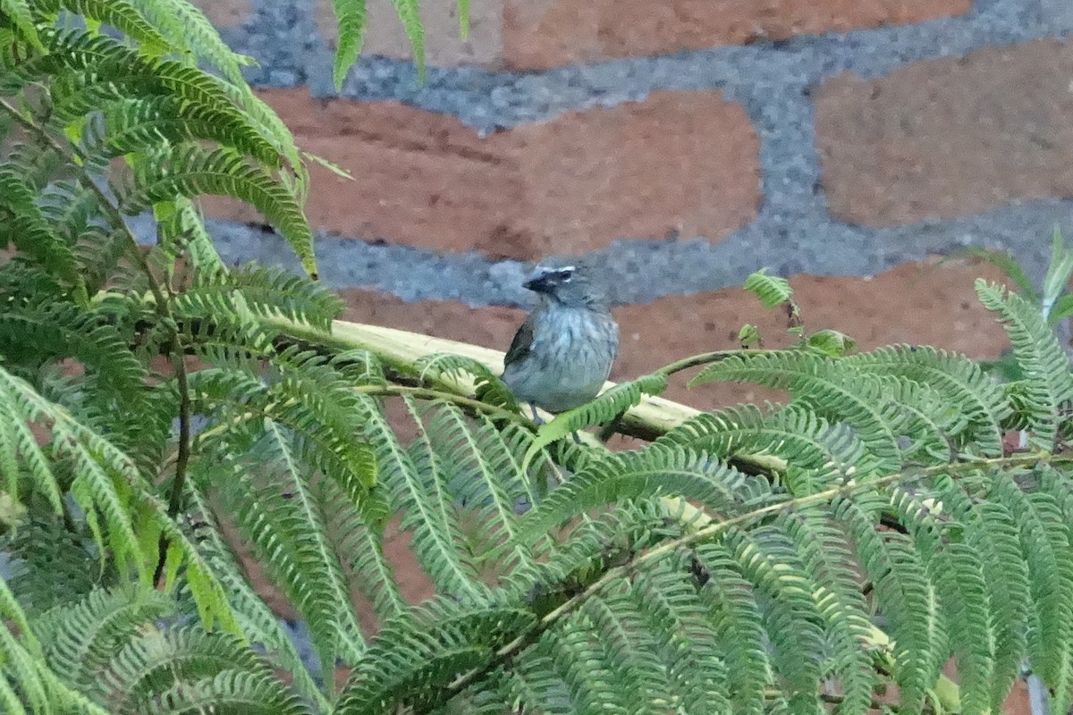 Streaked Saltator - ML131511511