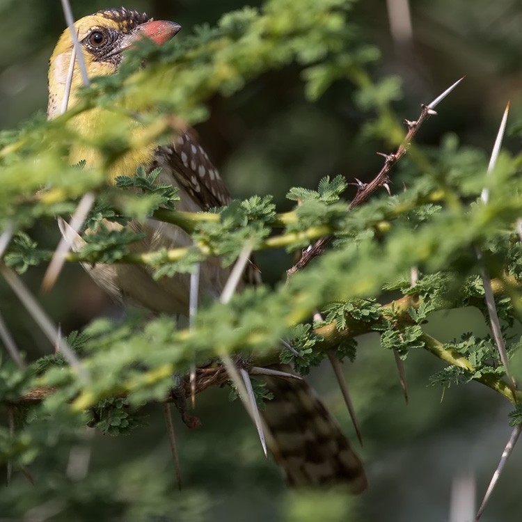 Yellow-breasted Barbet - ML131511521