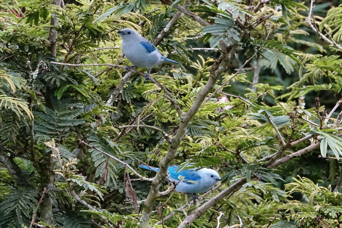Blue-gray Tanager - ML131511571