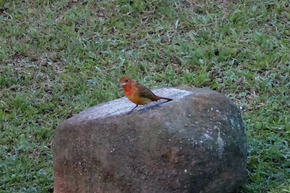 Flame-rumped Tanager - ML131511601