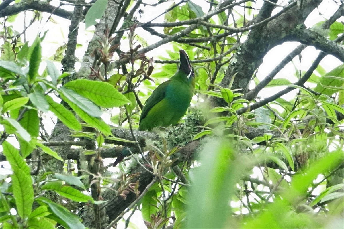 Crimson-rumped Toucanet - ML131511731