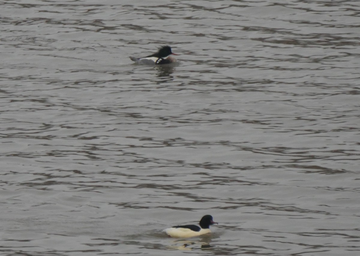 morčák prostřední - ML131511951