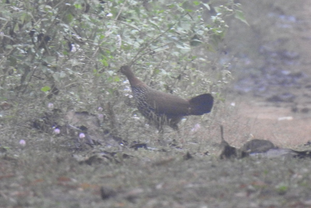 Gray Junglefowl - ML131511971