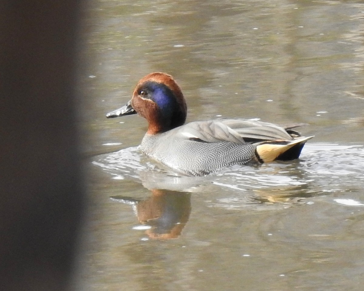 Green-winged Teal (Eurasian) - Scott Young