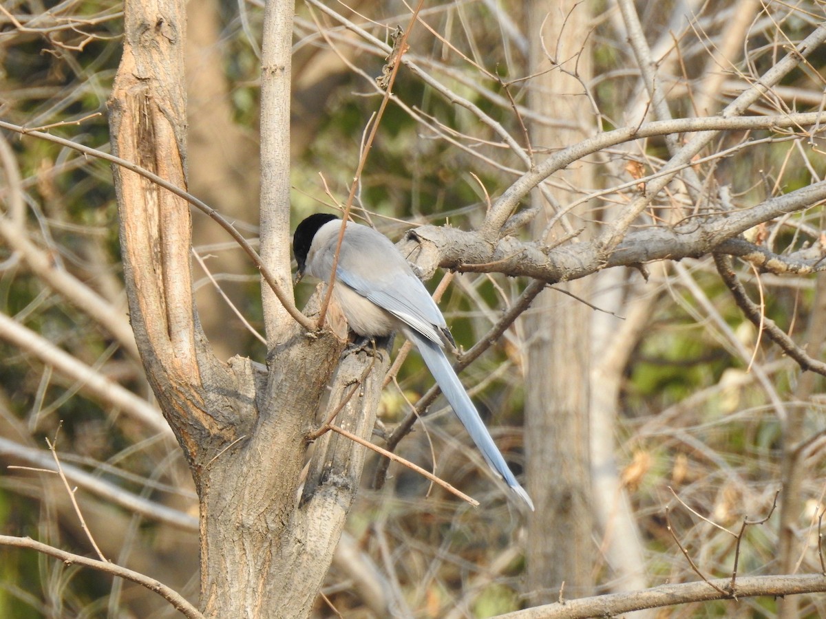 Azure-winged Magpie - Scott Young