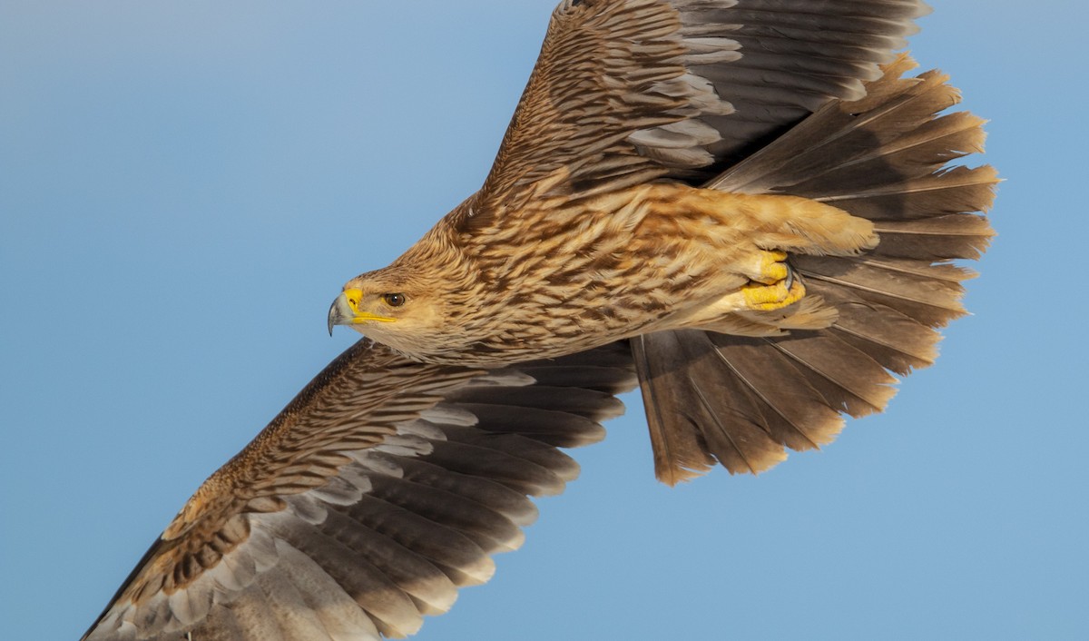 Imperial Eagle - ML131513811