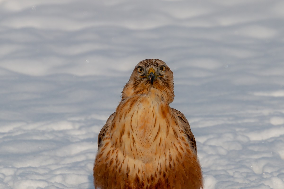 Long-legged Buzzard - ML131513851