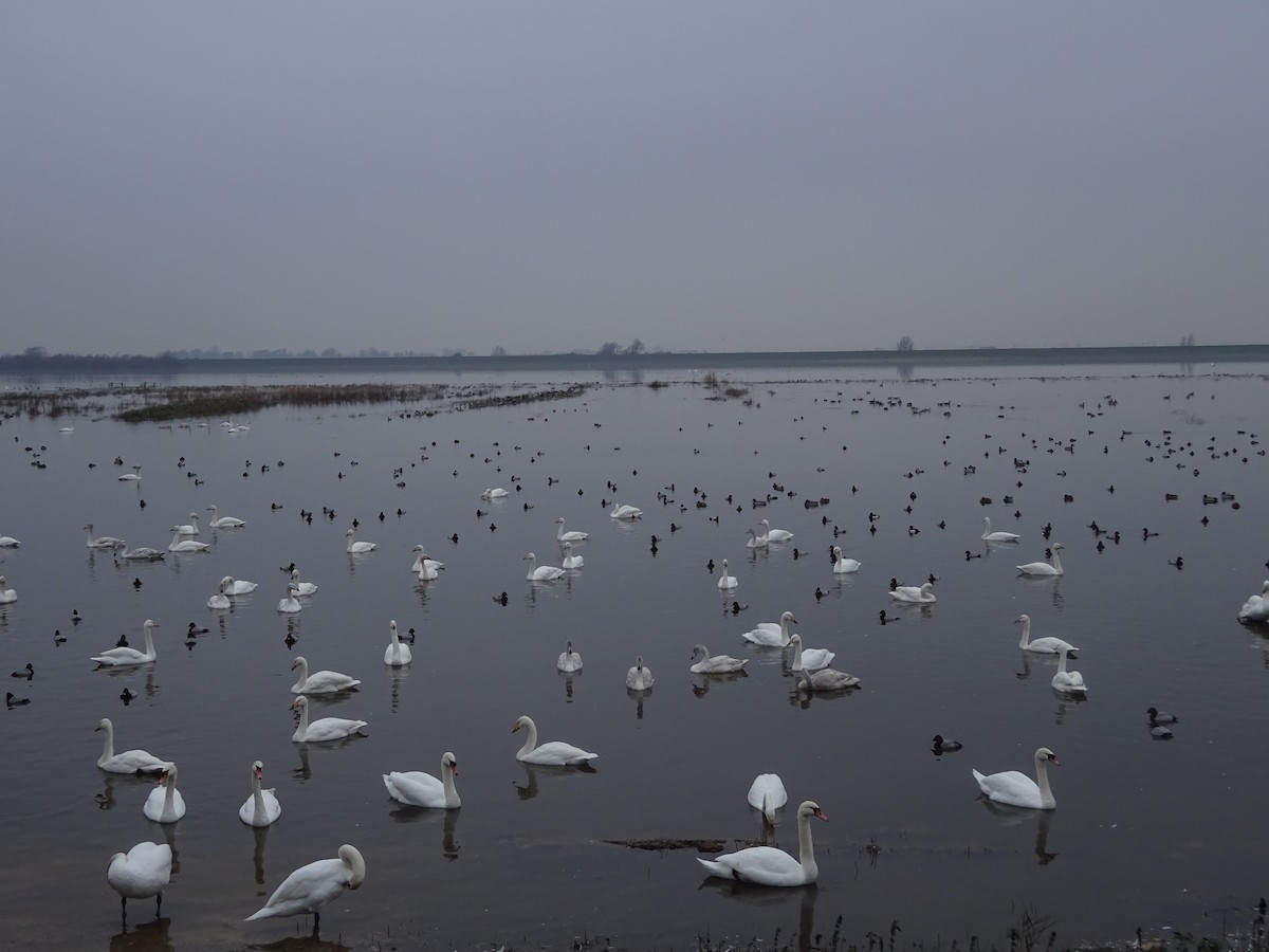 Mute Swan - ML131514061