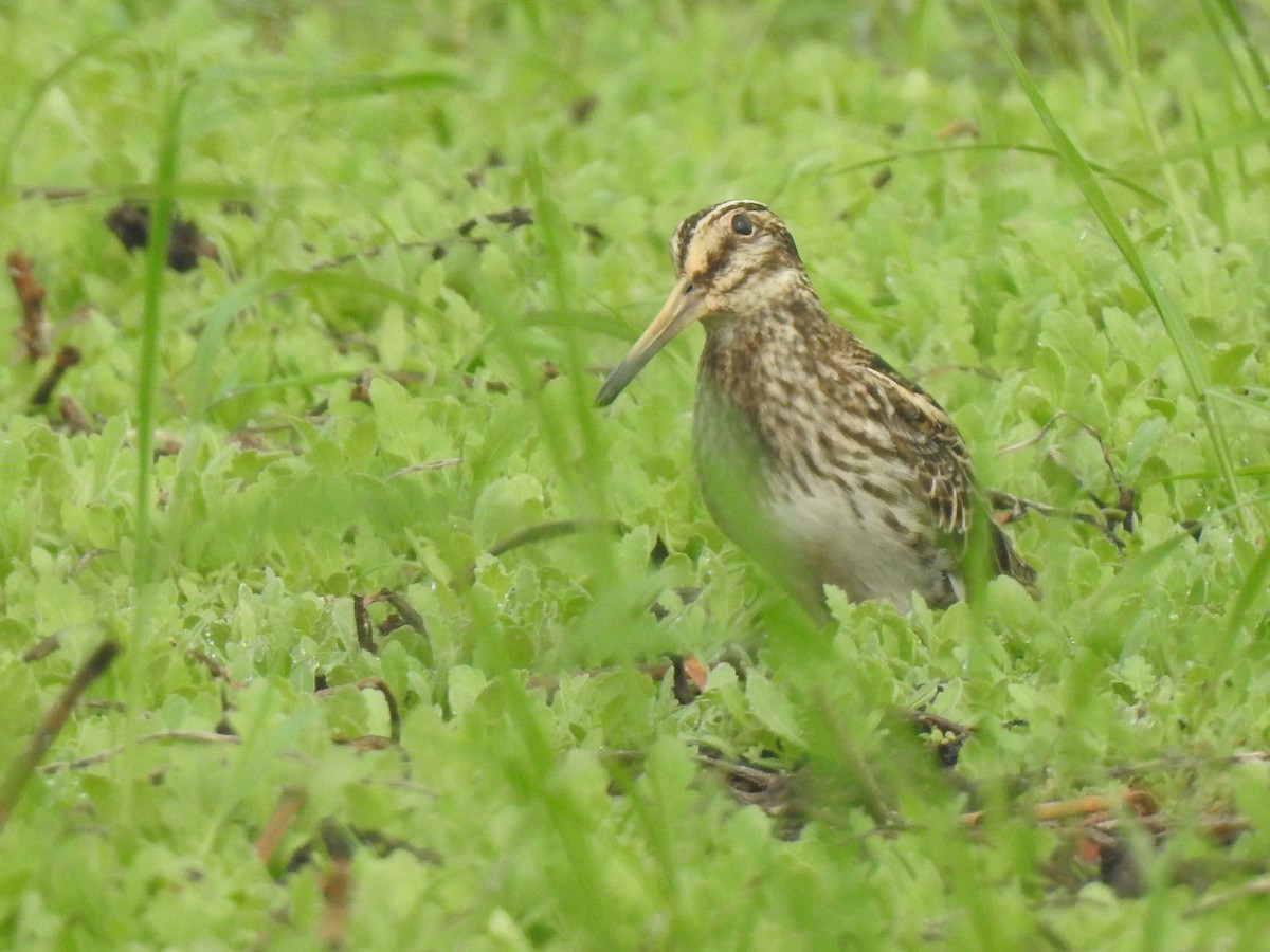 Jack Snipe - Vivek Chandran