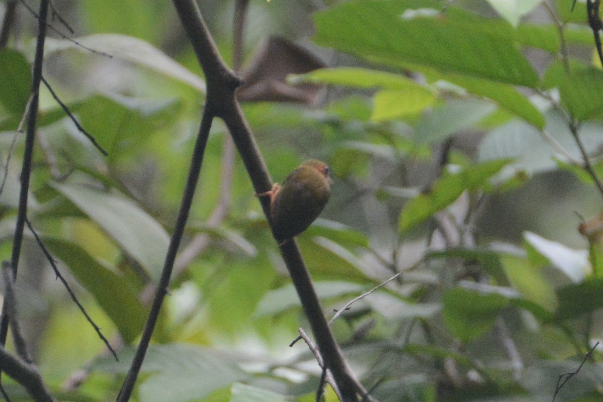 Rufous Piculet - ML131516541