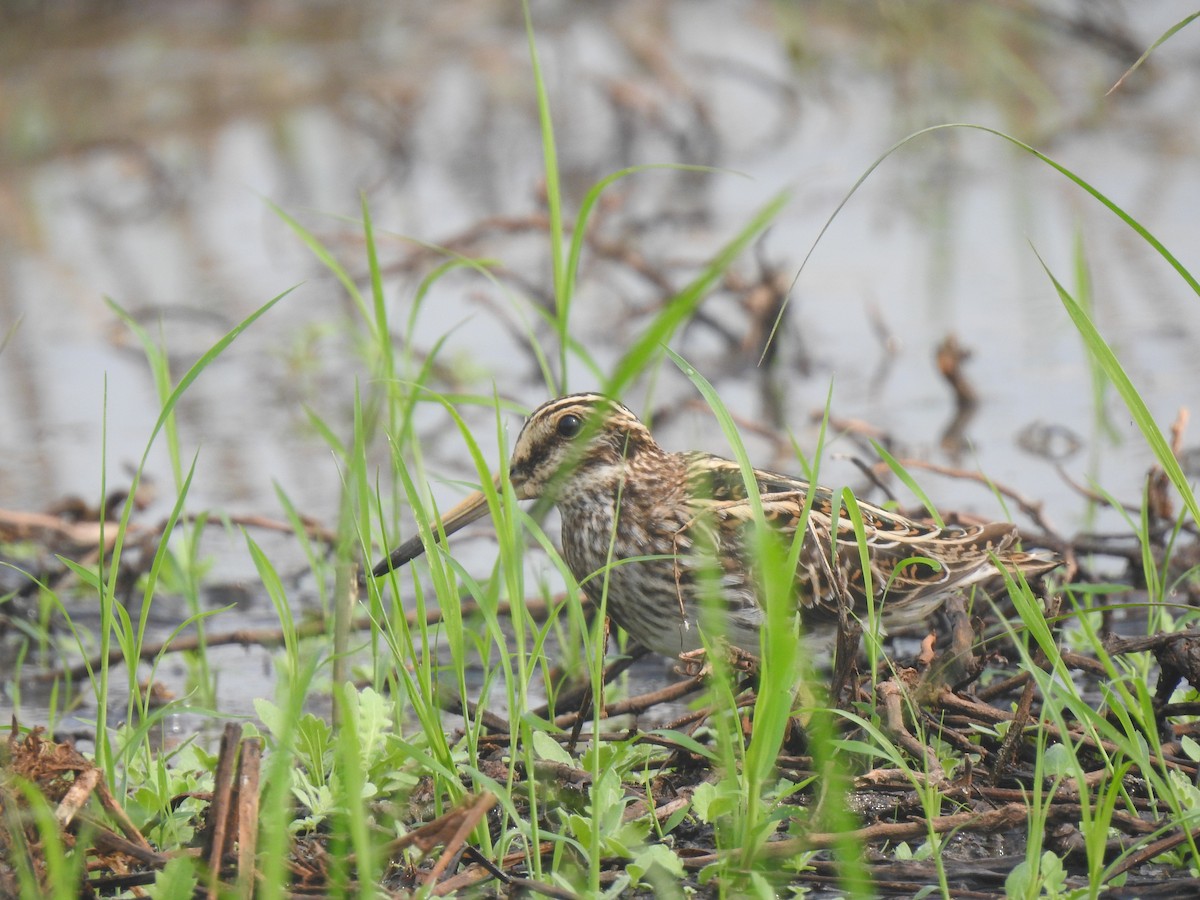 Jack Snipe - Vivek Chandran
