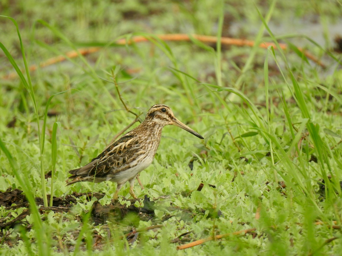 Jack Snipe - Vivek Chandran