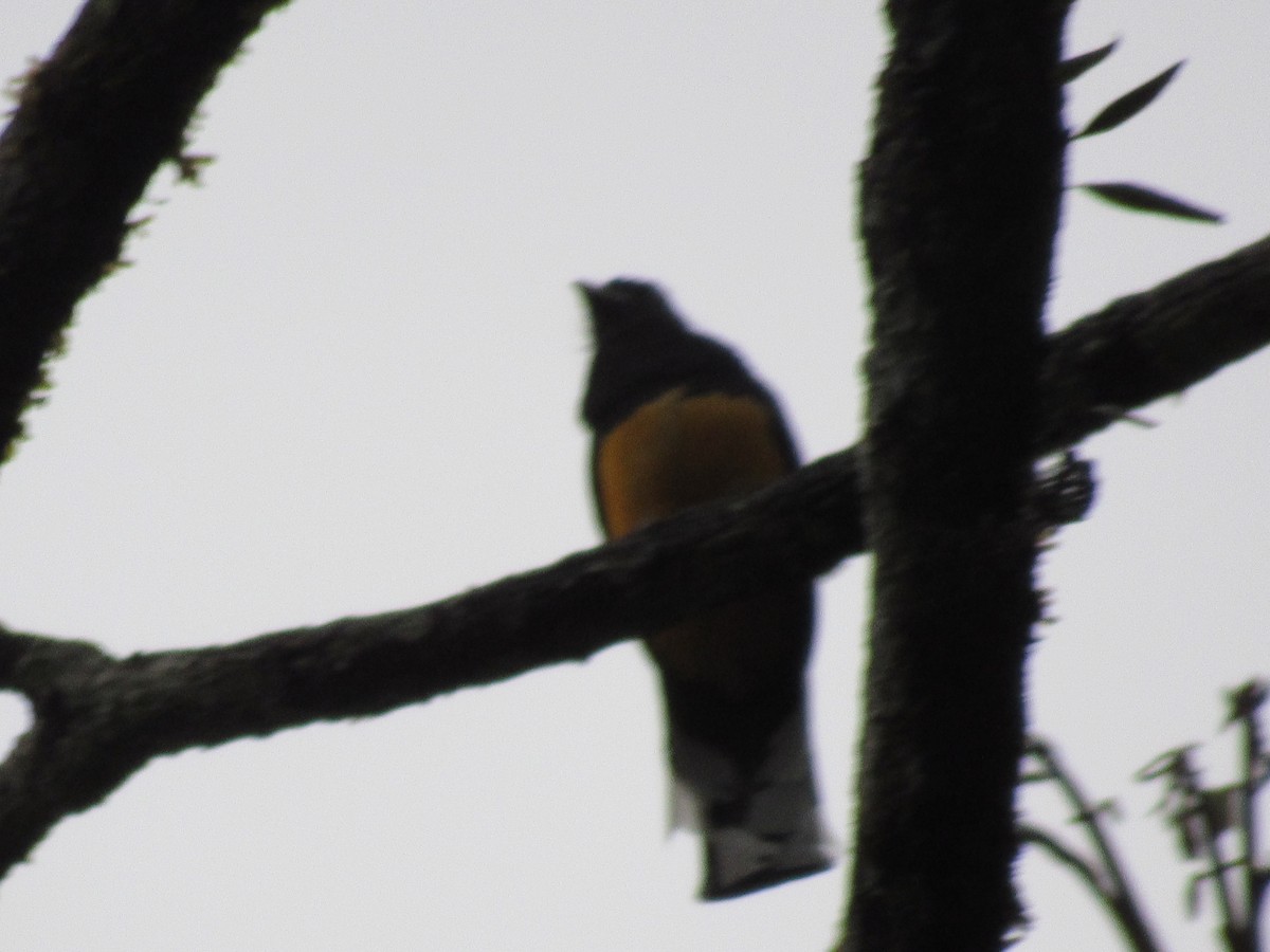 Trogon à queue blanche - ML131518971