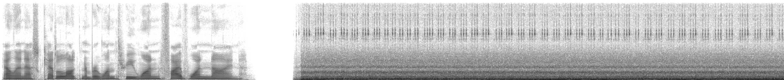 Red-headed Bush Cricket - ML131519