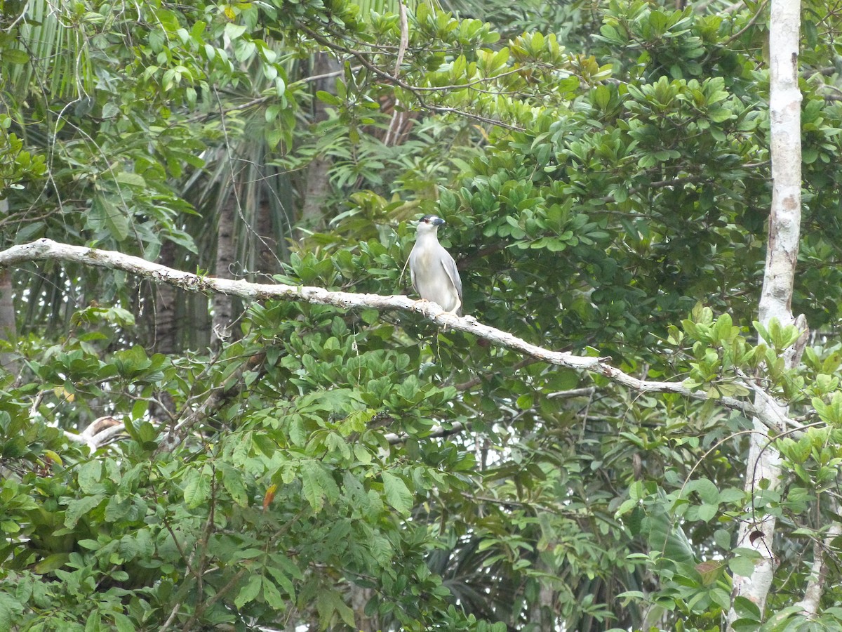 Black-crowned Night Heron - ML131519021