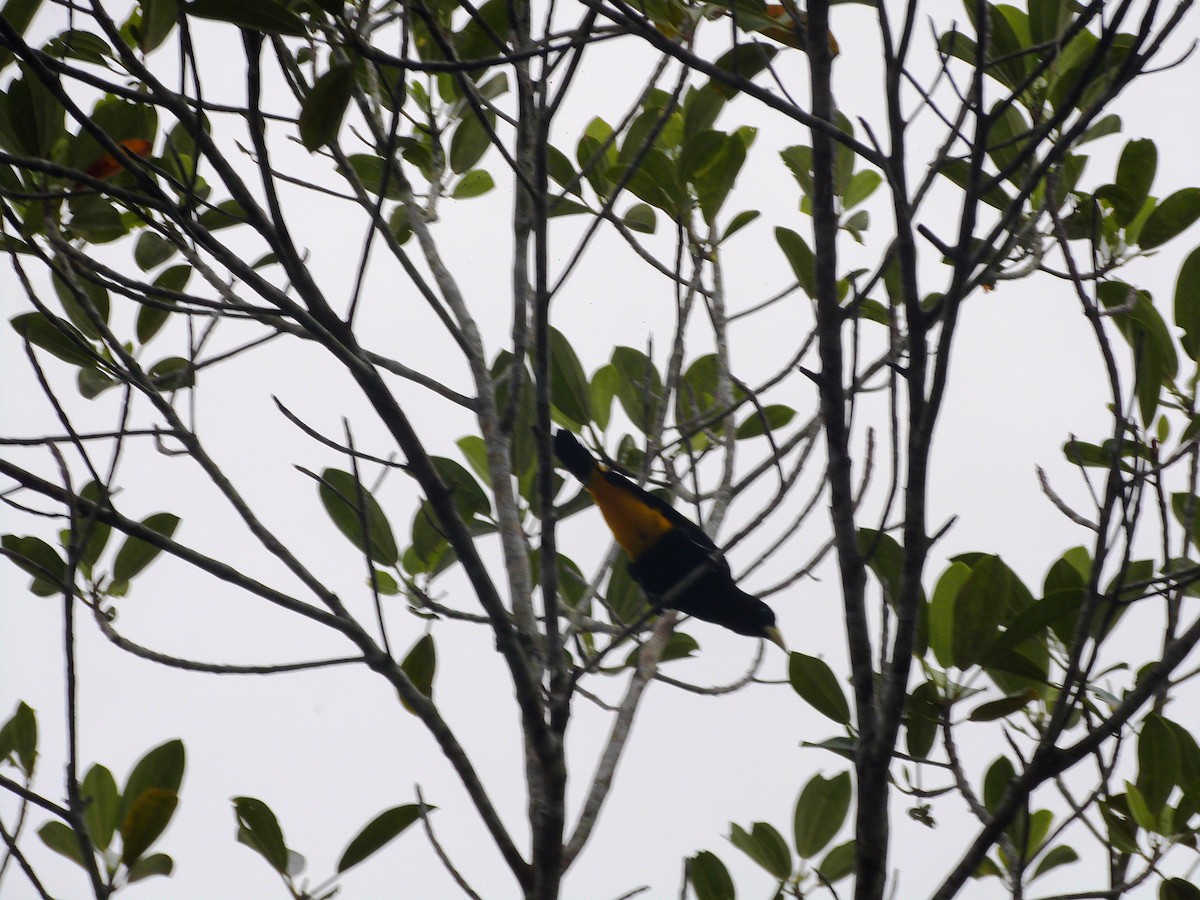 Yellow-rumped Cacique - ML131519091