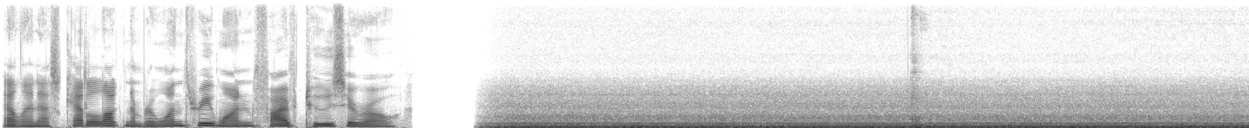 Gray Shieldback - ML131520