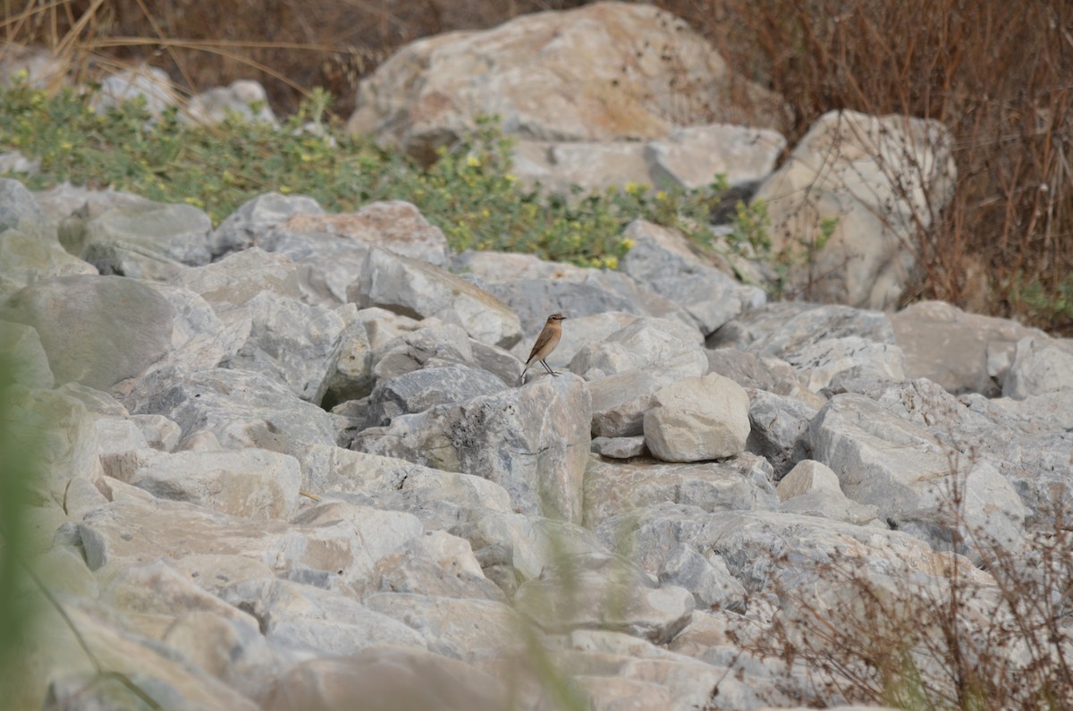 Western Black-eared Wheatear - ML131520021