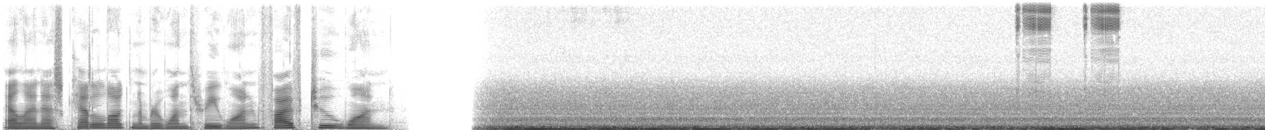 Gray Shieldback - ML131521