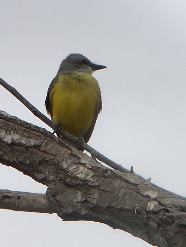 Western Kingbird - ML131521171