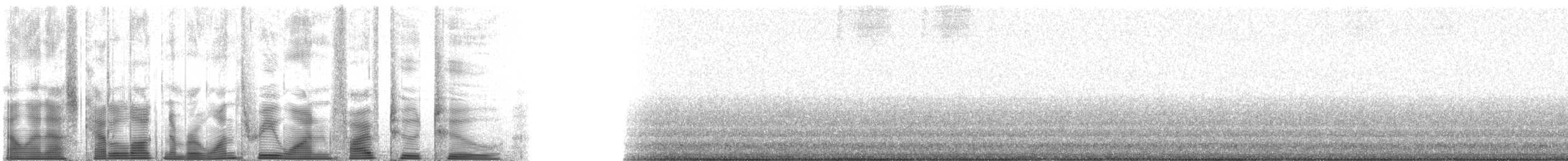 Gray Shieldback - ML131522