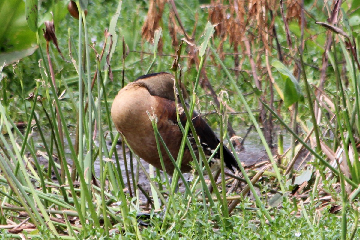Fulvous Whistling-Duck - ML131522961
