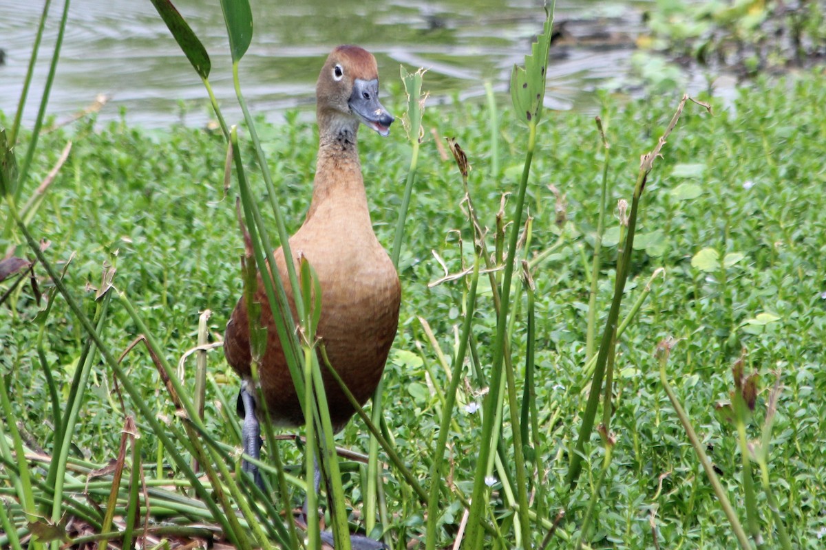 Fulvous Whistling-Duck - ML131522971