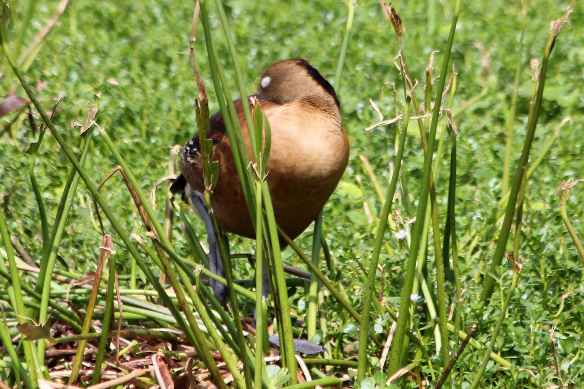 Fulvous Whistling-Duck - ML131522981