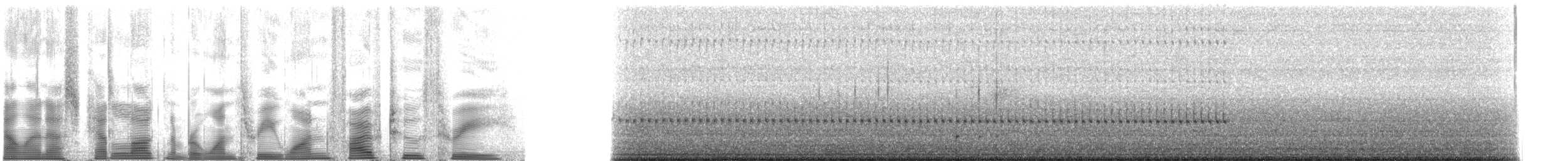 Four-spotted Tree Cricket - ML131523